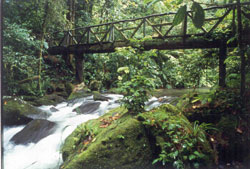 Rainforest Honeymoon